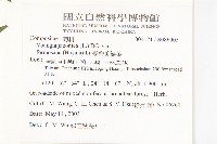 臺灣黃鵪菜藏品圖，第2張