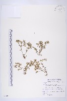 登錄號:S086010藏品圖，第1張