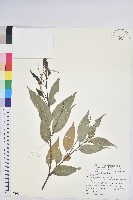 長尾栲、長尾柯、長尾尖葉櫧藏品圖，第1張