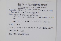 臺灣紅榨槭藏品圖，第2張