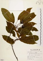 臺灣蘋果藏品圖，第1張