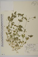 繁縷藏品圖，第1張