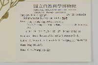 繁縷藏品圖，第2張