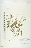 焊菜藏品圖，第1張