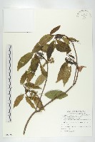 薯豆藏品圖，第1張