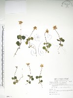 單花鹿蹄草藏品圖，第1張