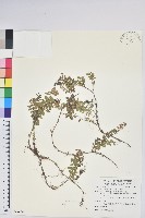 高山白珠樹藏品圖，第1張