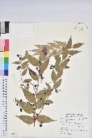 白珠樹藏品圖，第1張