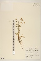 福山氏飛蓬藏品圖，第1張