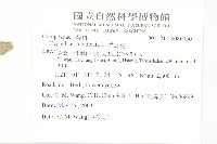 貓兒菊藏品圖，第2張