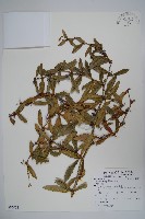 臺灣小蘗藏品圖，第1張