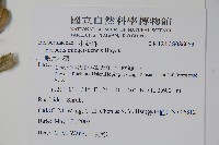 臺灣小蘗藏品圖，第2張