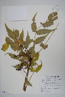 十大功勞藏品圖，第1張