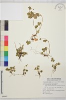 鹿場毛茛藏品圖，第1張