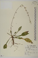 臺灣鬼督郵藏品圖，第1張