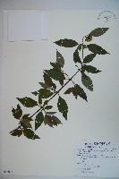 狹葉莢迷藏品圖，第1張