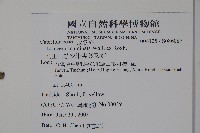 阿里山忍冬、漸尖葉忍冬藏品圖，第2張