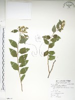 臺灣繡線菊藏品圖，第1張