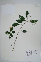 紫花鳳仙花藏品圖，第1張