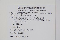 紫花鳳仙花藏品圖，第2張