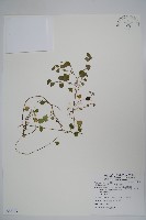 普刺特草藏品圖，第1張