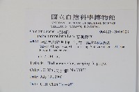 普刺特草藏品圖，第2張