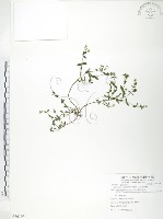 玉山金絲桃藏品圖，第1張