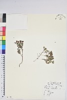 高山白珠樹藏品圖，第1張