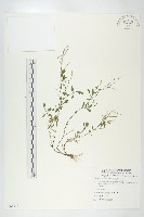 水花菜藏品圖，第1張