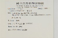 水花菜藏品圖，第2張