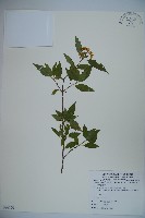 狹葉莢迷藏品圖，第1張