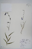 玉山沙參藏品圖，第1張