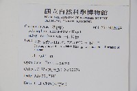 玉山沙參藏品圖，第2張