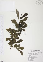 對面花藏品圖，第1張