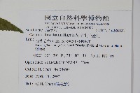 阿里山千金榆藏品圖，第2張