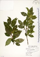 菲律賓榕藏品圖，第1張