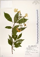 華八仙藏品圖，第1張