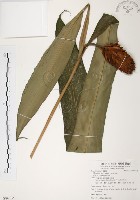 普萊氏月桃、短穗山姜藏品圖，第1張