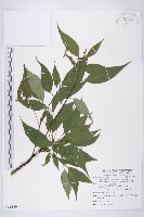 臺灣青莢葉藏品圖，第1張