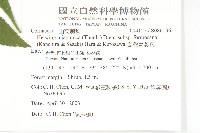 臺灣青莢葉藏品圖，第2張