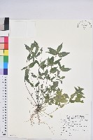 山靛藏品圖，第1張