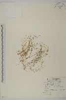 瓜槌草、漆姑草藏品圖，第1張