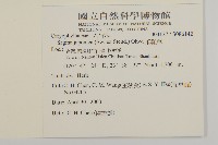瓜槌草、漆姑草藏品圖，第2張