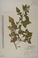 茯苓菜藏品圖，第1張