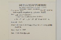 茯苓菜藏品圖，第2張