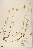 鼠麴草藏品圖，第1張