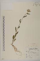 日本假蓬藏品圖，第1張