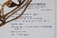 下花細辛藏品圖，第2張