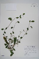 臺灣附地草藏品圖，第1張