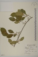 南華南蛇藤，青江藤藏品圖，第1張